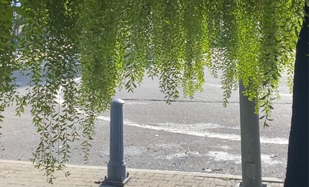 An image of a willow tree overhanging the street and sidewalk.