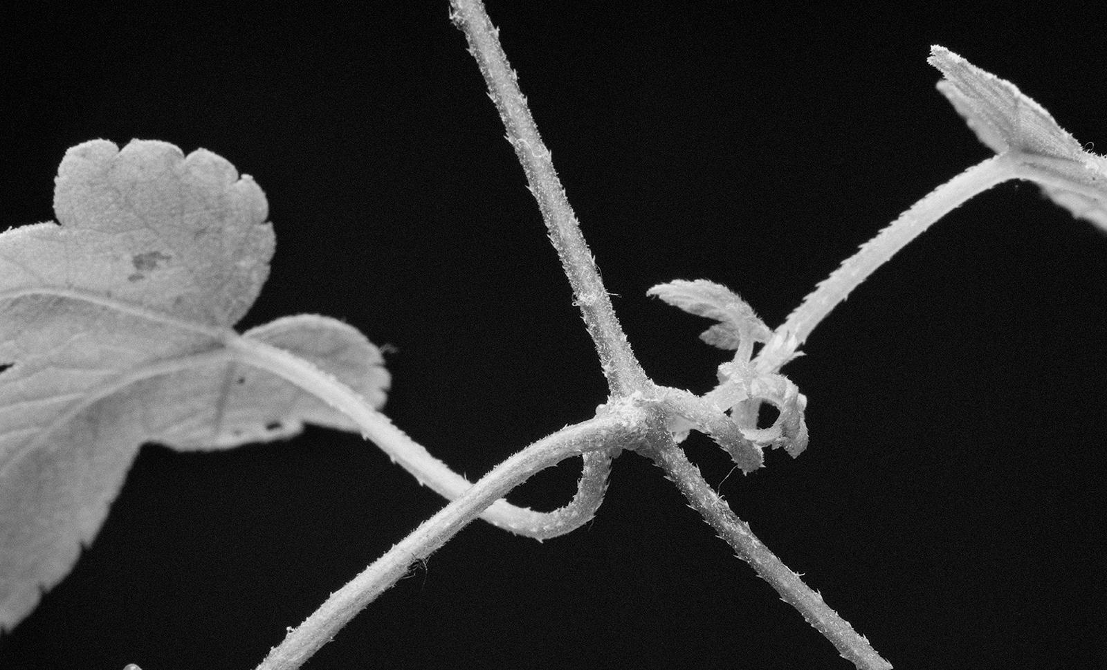 A black and white close up photograph of a wild hop plant against a black background.